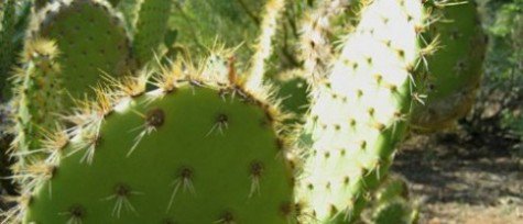 Cacti at Rancho La Puerta Cacti at Rancho La Puerta